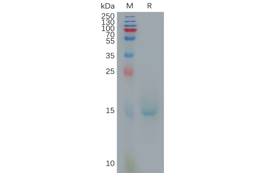 SDS-PAGE - Recombinant Human IL-10 Protein (6×His Tag) (A317809) - Antibodies.com