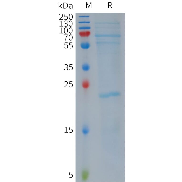 SDS-PAGE - Recombinant Human NLRP3 Protein (Flag Tag) (A317811) - Antibodies.com