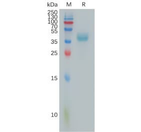 SDS-PAGE - Recombinant Human PTTG1IP Protein (Fc Tag) (A317812) - Antibodies.com