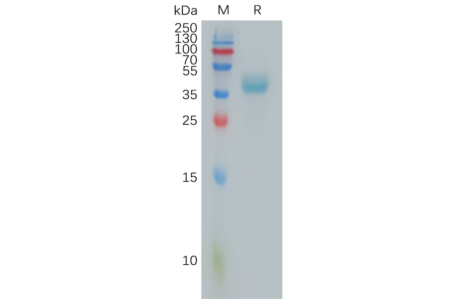 SDS-PAGE - Recombinant Human PTTG1IP Protein (Fc Tag) (A317812) - Antibodies.com