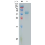 SDS-PAGE - Recombinant Human PTTG1IP Protein (Fc Tag) (A317812) - Antibodies.com