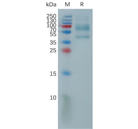 SDS-PAGE - Recombinant Human IL-9 Protein (Fc Tag) (A317813) - Antibodies.com