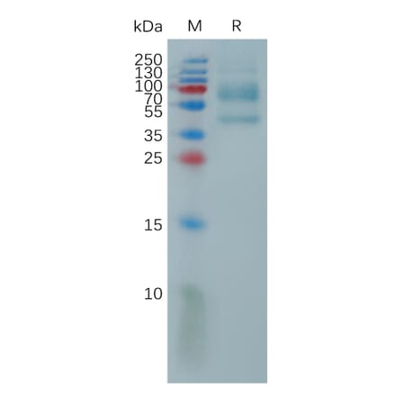 SDS-PAGE - Recombinant Human IL-9 Protein (Fc Tag) (A317813) - Antibodies.com