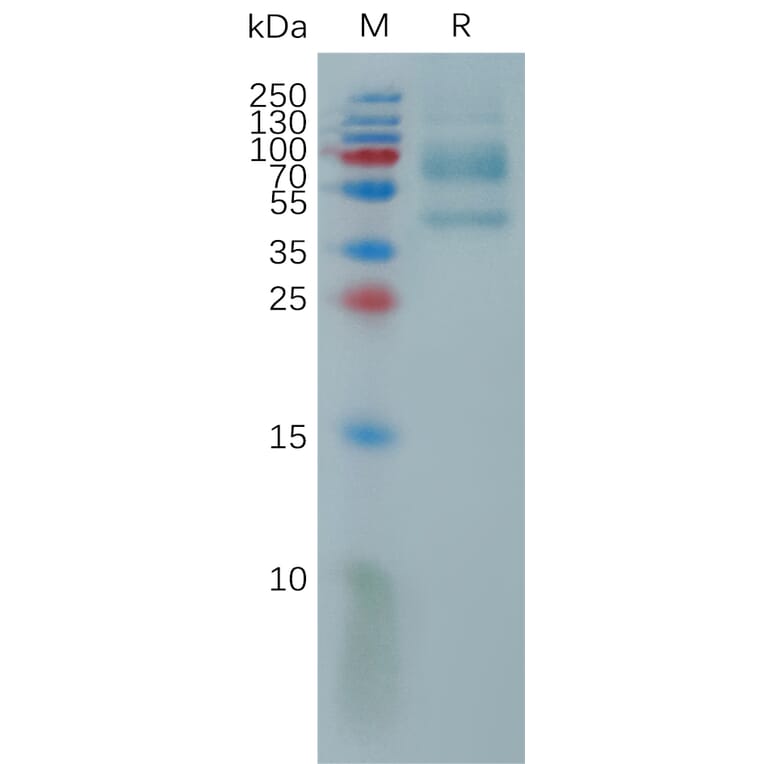 SDS-PAGE - Recombinant Human IL-9 Protein (Fc Tag) (A317813) - Antibodies.com