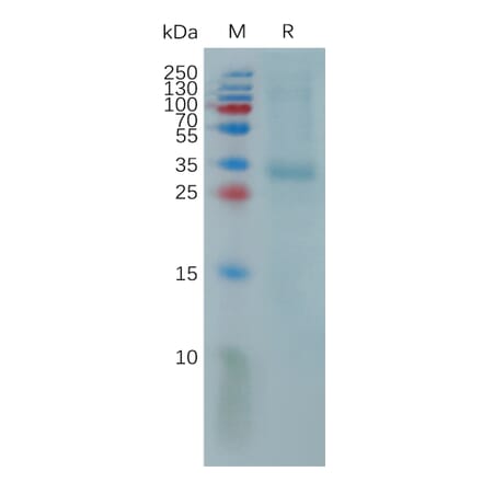 SDS-PAGE - Recombinant Human PR3 Protein (6×His Tag) (A317816) - Antibodies.com