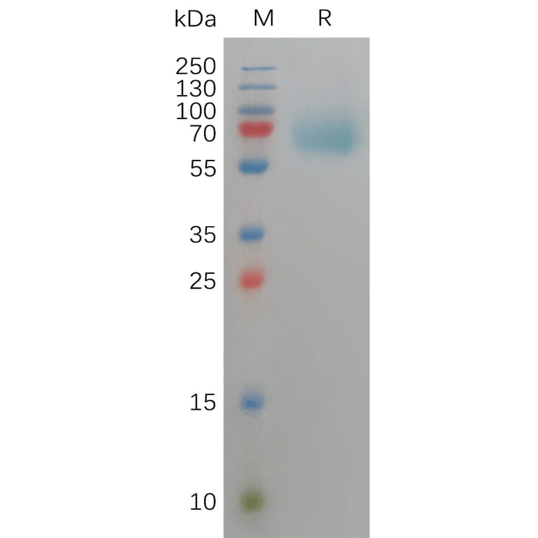 SDS-PAGE - Recombinant Human FGFR3 Protein (6×His Tag) (A317820) - Antibodies.com