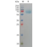 SDS-PAGE - Recombinant Human FGFR3 Protein (6×His Tag) (A317820) - Antibodies.com