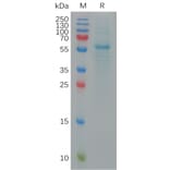 SDS-PAGE - Recombinant SARS-CoV-2 Spike Glycoprotein RBD (Omicron BA.5 Variant) (Fc Tag) (A317823) - Antibodies.com