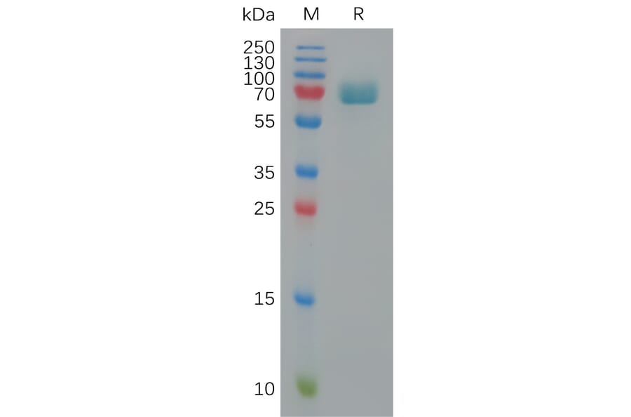 SDS-PAGE - Recombinant Human CD239/BCAM Protein (6×His Tag) (A317824) - Antibodies.com
