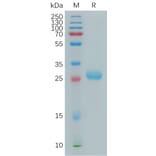 SDS-PAGE - Recombinant Human BTN3A2 Protein (6×His Tag) (A317827) - Antibodies.com