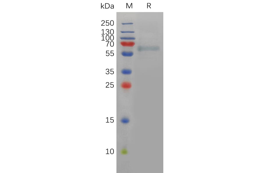 SDS-PAGE - Recombinant Human Furin Protein (6×His Tag) (A317829) - Antibodies.com