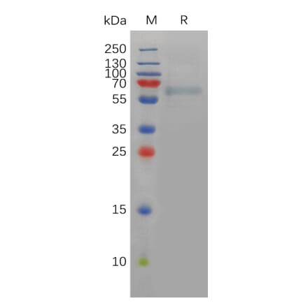 SDS-PAGE - Recombinant Human Furin Protein (6×His Tag) (A317829) - Antibodies.com