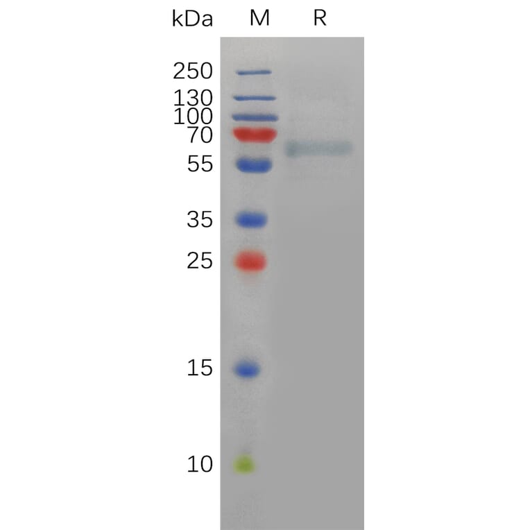 SDS-PAGE - Recombinant Human Furin Protein (6×His Tag) (A317829) - Antibodies.com