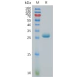 SDS-PAGE - Recombinant Human BTN3A3 Protein (6×His Tag) (A317830) - Antibodies.com