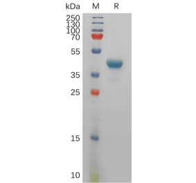 SDS-PAGE - Recombinant Human Tspan-8 Protein (Fc Tag) (A317832) - Antibodies.com