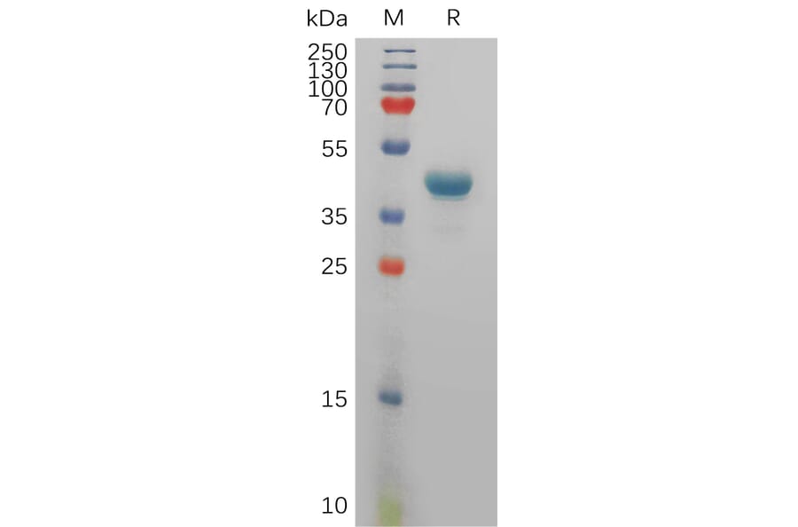 SDS-PAGE - Recombinant Human Tspan-8 Protein (Fc Tag) (A317832) - Antibodies.com