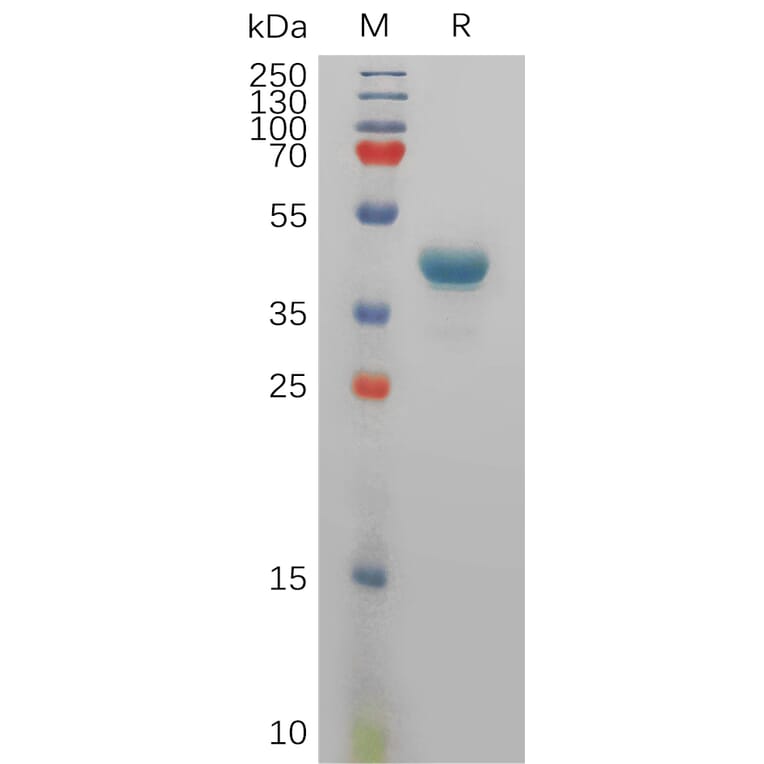 SDS-PAGE - Recombinant Human Tspan-8 Protein (Fc Tag) (A317832) - Antibodies.com