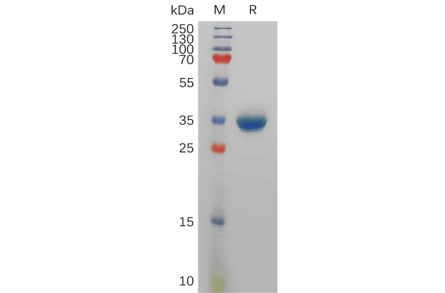 SDS-PAGE - Recombinant Human Peptide YY/PYY Protein (Fc Tag) (A317833) - Antibodies.com