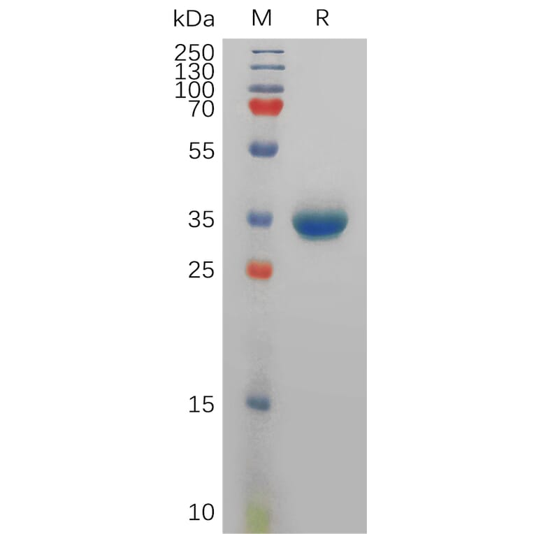 SDS-PAGE - Recombinant Human Peptide YY/PYY Protein (Fc Tag) (A317833) - Antibodies.com