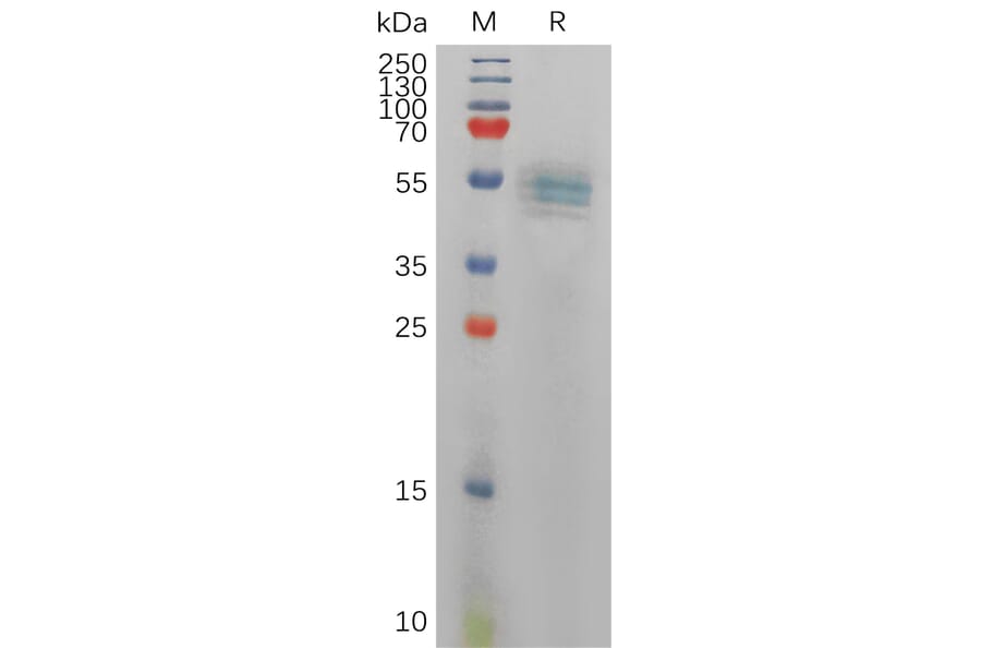 SDS-PAGE - Recombinant Human IL-12B Protein (6×His Tag) (A317836) - Antibodies.com