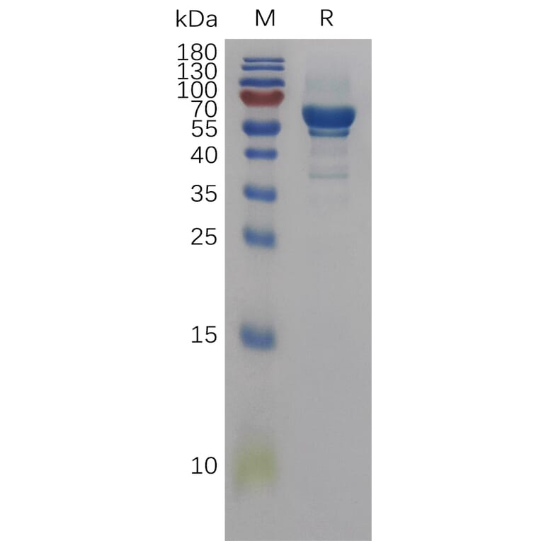 SDS-PAGE - Recombinant Human Amphiregulin Protein (Fc Tag) (A317837) - Antibodies.com