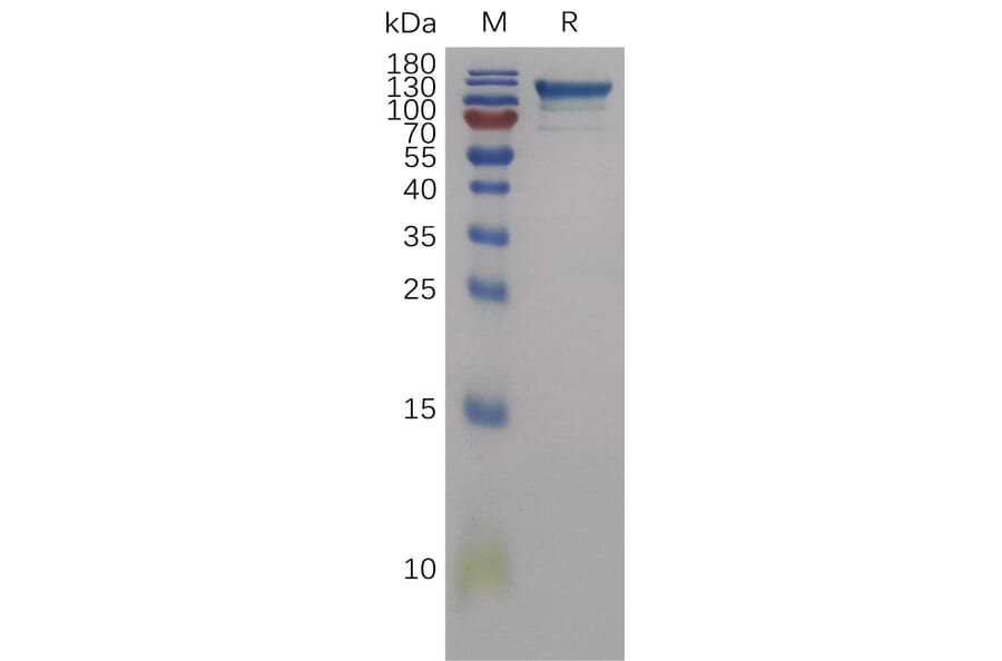 SDS-PAGE - Recombinant Human Semaphorin 4D/CD100 Protein (6×His Tag) (A317838) - Antibodies.com