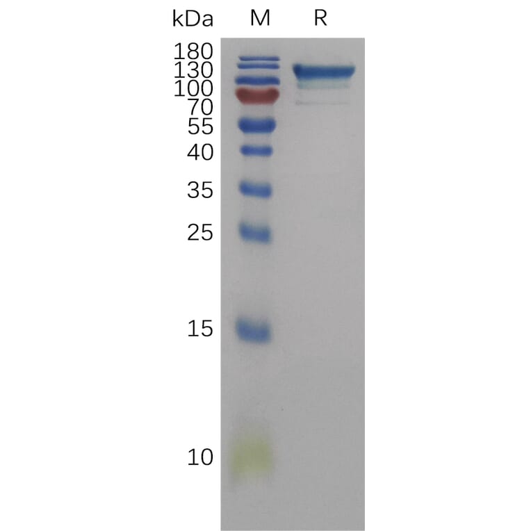 SDS-PAGE - Recombinant Human Semaphorin 4D/CD100 Protein (6×His Tag) (A317838) - Antibodies.com