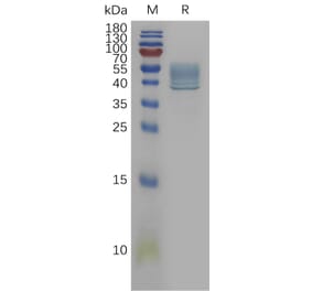 SDS-PAGE - Recombinant Human IL-13 Protein (Fc Tag) (A317840) - Antibodies.com