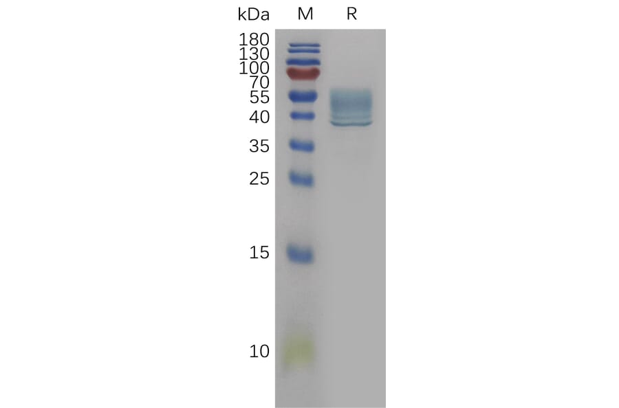 SDS-PAGE - Recombinant Human IL-13 Protein (Fc Tag) (A317840) - Antibodies.com