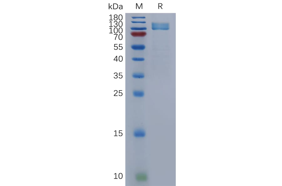 SDS-PAGE - Recombinant Human NPR-A Protein (Fc Tag) (A317844) - Antibodies.com