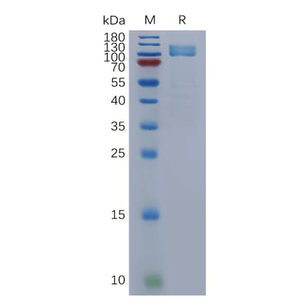 SDS-PAGE - Recombinant Human NPR-A Protein (Fc Tag) (A317844) - Antibodies.com