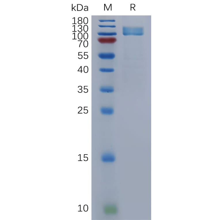 SDS-PAGE - Recombinant Human NPR-A Protein (Fc Tag) (A317844) - Antibodies.com