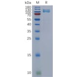 SDS-PAGE - Recombinant Human NPR-A Protein (Fc Tag) (A317844) - Antibodies.com