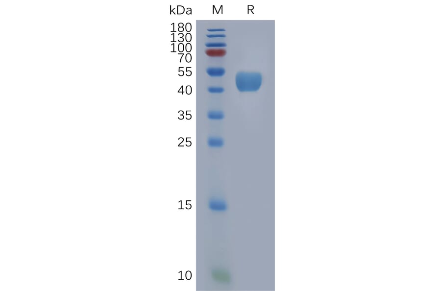 SDS-PAGE - Recombinant Human BST2/Tetherin Protein (Fc Tag) (A317846) - Antibodies.com