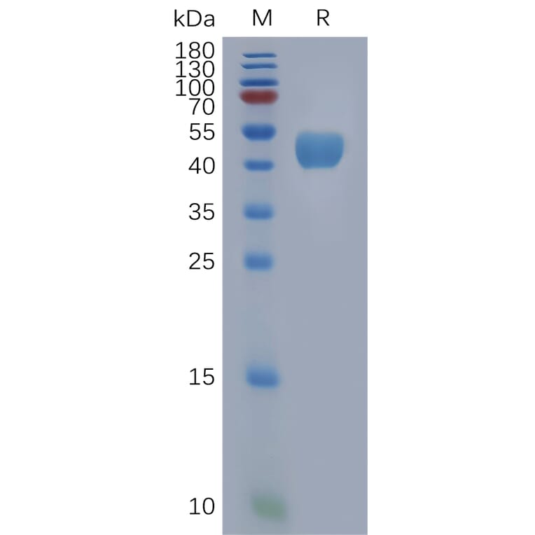 SDS-PAGE - Recombinant Human BST2/Tetherin Protein (Fc Tag) (A317846) - Antibodies.com