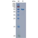 SDS-PAGE - Recombinant Human FAM3D Protein (Fc Tag) (A317847) - Antibodies.com