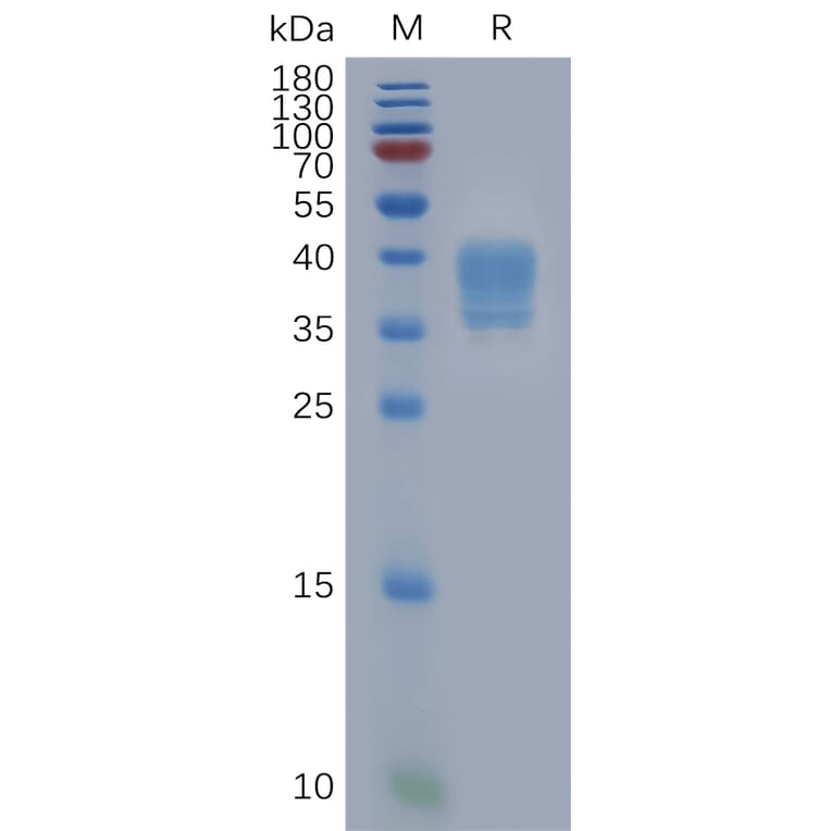 SDS-PAGE - Recombinant Human PAR2 Protein (Fc Tag) (A317848) - Antibodies.com