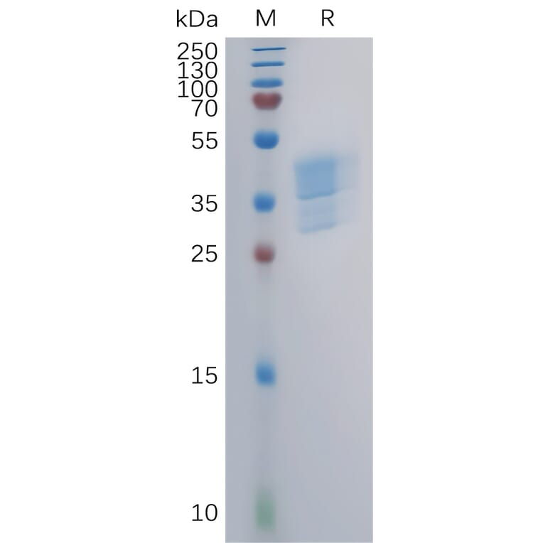 SDS-PAGE - Recombinant Human CCR4 Protein (Fc Tag) (A317853) - Antibodies.com