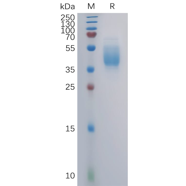 SDS-PAGE - Recombinant Human GPCR GPR87 Protein (Fc Tag) (A317855) - Antibodies.com