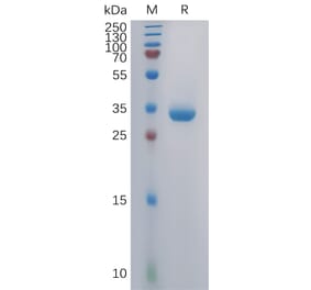 SDS-PAGE - Recombinant Human GPRC5C Protein (Fc Tag) (A317857) - Antibodies.com