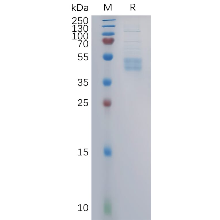 SDS-PAGE - Recombinant Human CCR6 Protein (Fc Tag) (A317860) - Antibodies.com