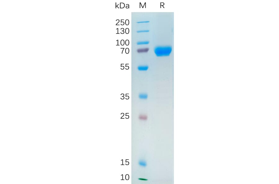 SDS-PAGE - Recombinant Human NRG1 Protein (Fc Tag) (A317865) - Antibodies.com