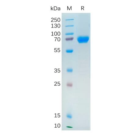 SDS-PAGE - Recombinant Human NRG1 Protein (Fc Tag) (A317865) - Antibodies.com