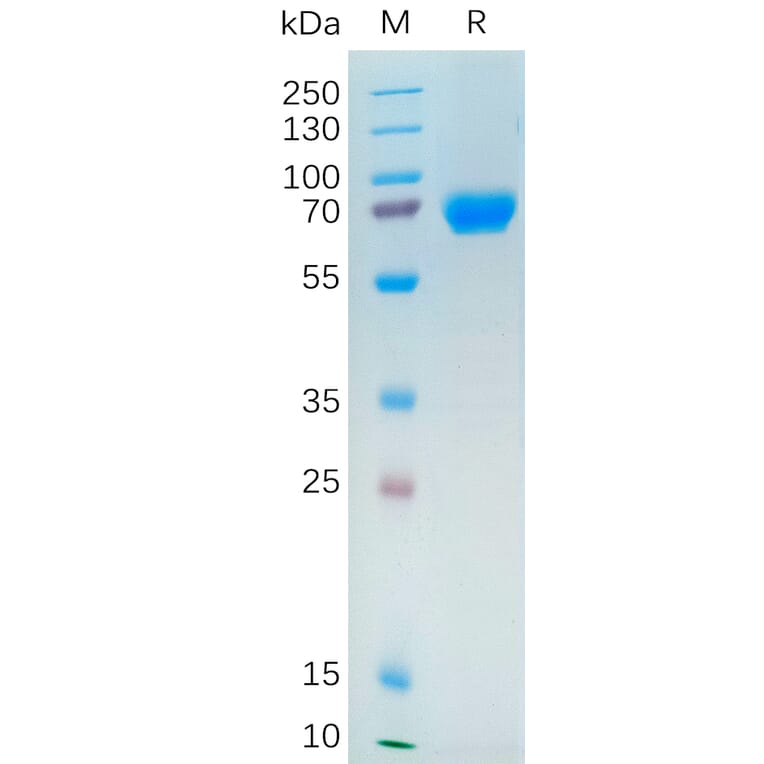 SDS-PAGE - Recombinant Human NRG1 Protein (Fc Tag) (A317865) - Antibodies.com