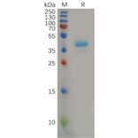SDS-PAGE - Recombinant Human CCR8 Protein (Fc Tag) (A317867) - Antibodies.com