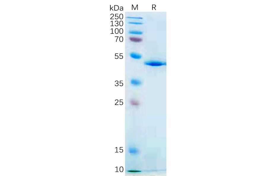 SDS-PAGE - Recombinant Human IL-21 Protein (Fc Tag) (A317869) - Antibodies.com
