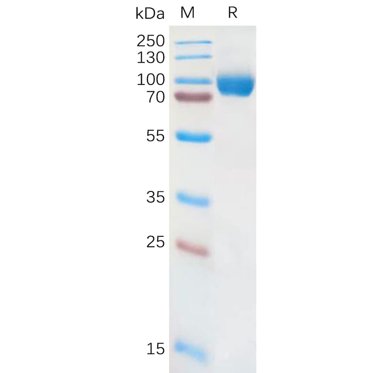 SDS-PAGE - Recombinant Human IL-18R1 Protein (Fc Tag) (A317873) - Antibodies.com