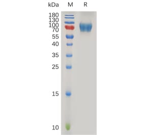 SDS-PAGE - Recombinant Human IL-2RG Protein (Fc Tag) (A317878) - Antibodies.com