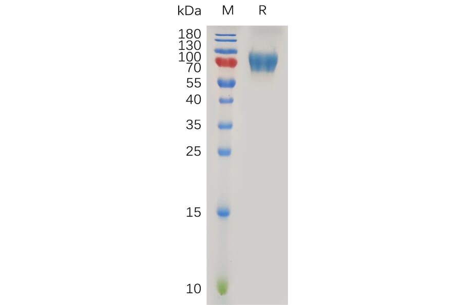 SDS-PAGE - Recombinant Human IL-2RG Protein (Fc Tag) (A317878) - Antibodies.com