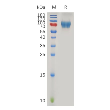 SDS-PAGE - Recombinant Human IL-2RG Protein (Fc Tag) (A317878) - Antibodies.com